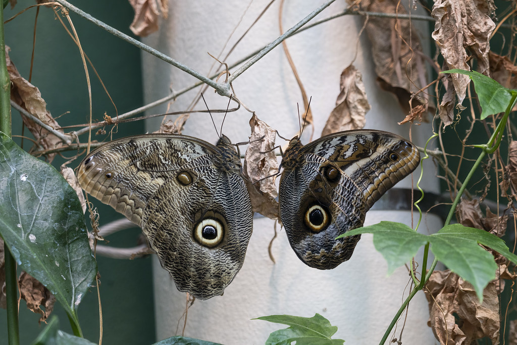 The Butterfly That Wears Owl Eyes on Its Wings