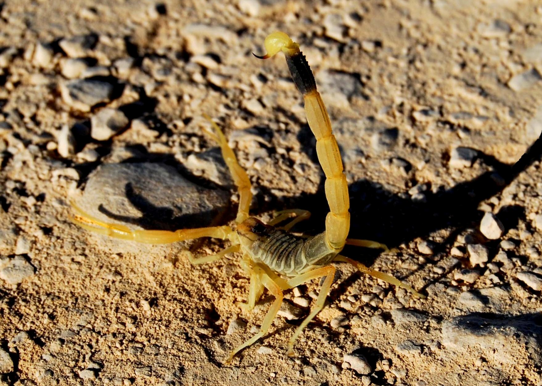 The Desert's Most Feared Predator (image credits: wikimedia)