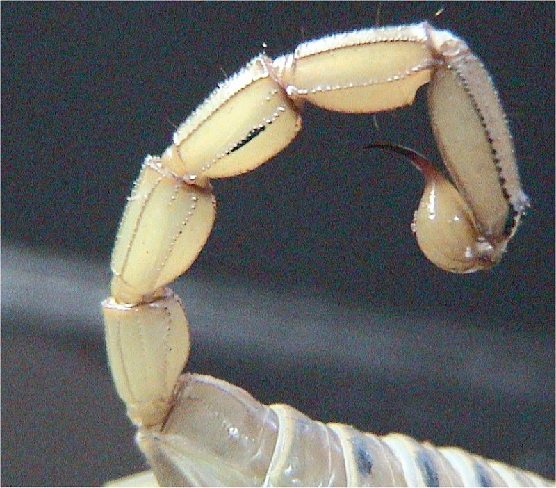 The Science Behind the Sting (image credits: wikimedia)