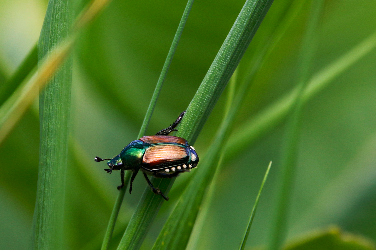 When Fear Becomes Faith: Beetles in Ancient Egypt (image credits: pixabay)