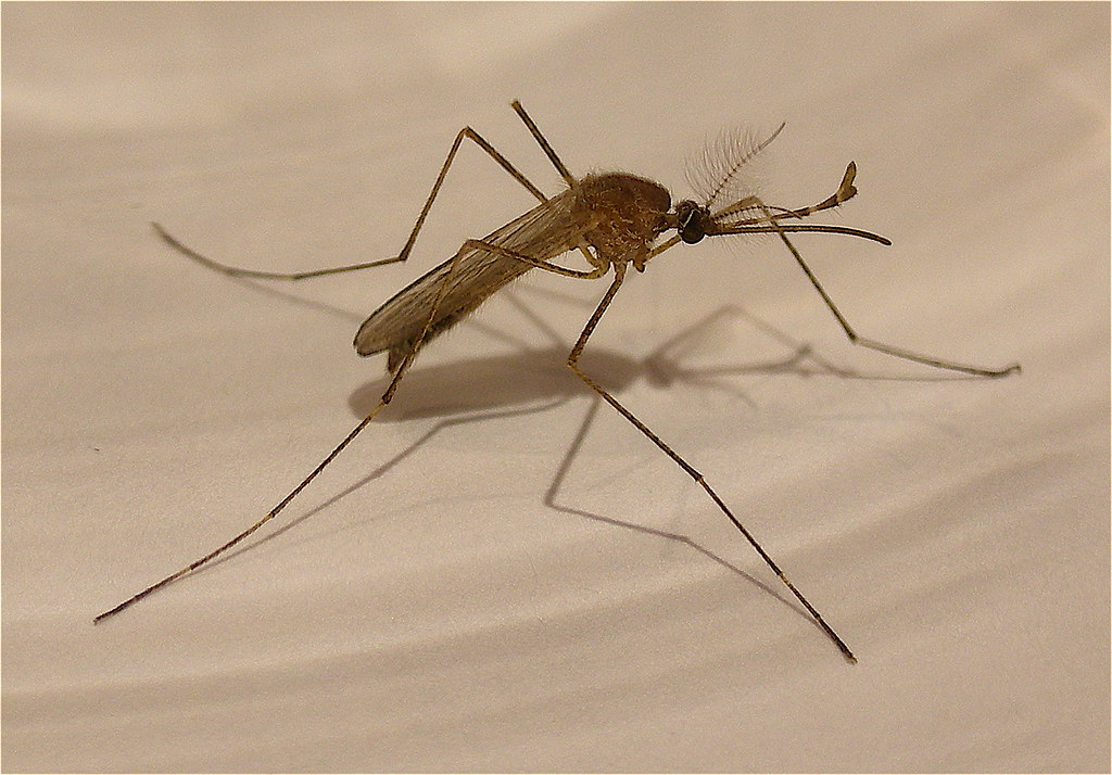 The Mighty Mosquito: Universal Enemy or Misunderstood Messenger? (image credits: flickr)