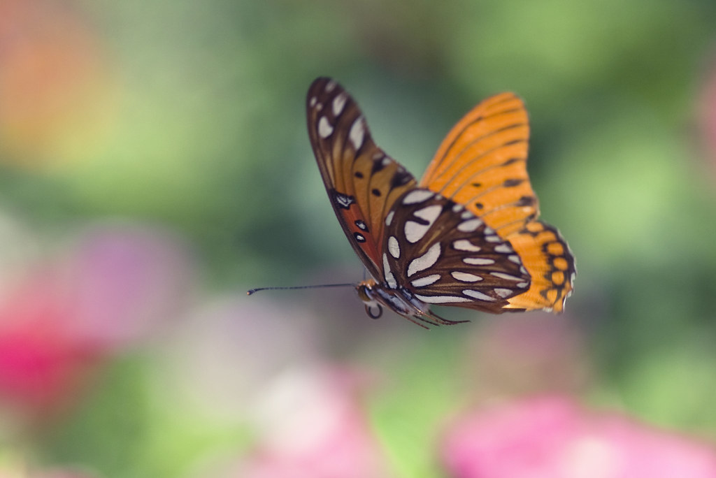 Butterflies: Beauty That Transcends Borders (image credits: flickr)