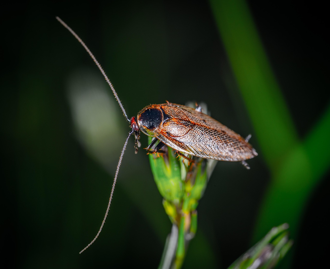 Cockroaches: The Global Villains of the Insect World (image credits: pixabay)