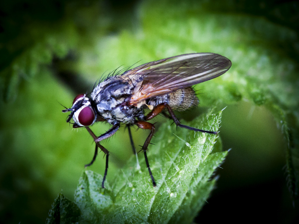 Flies: Universally Unwelcome Guests (image credits: flickr)