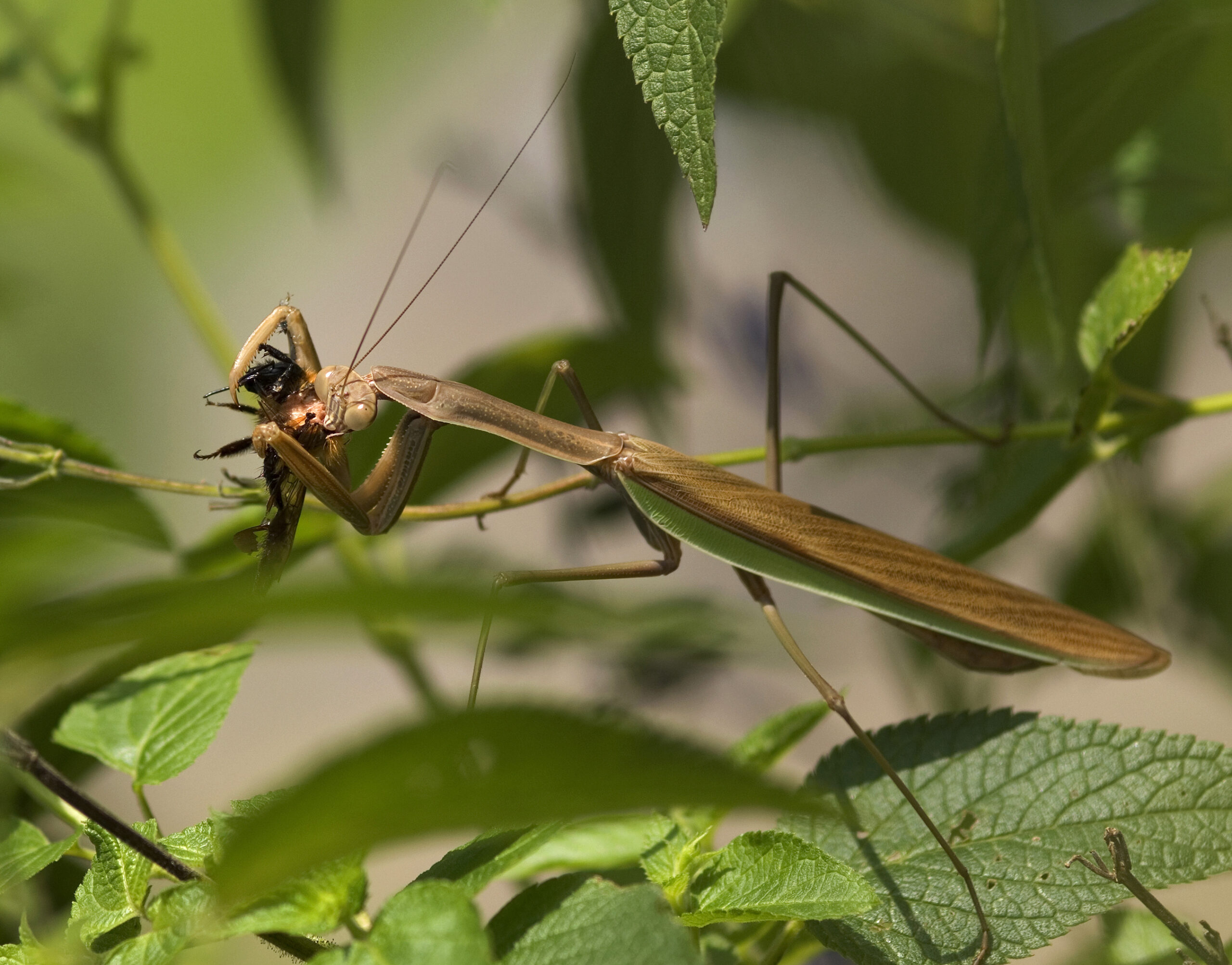 Praying Mantises: Divine Predators or Garden Helpers? (image credits: wikimedia)
