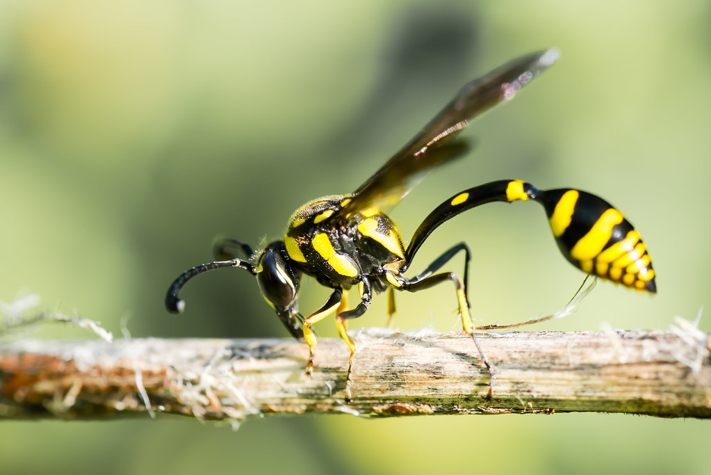 Wasps: Feared Cousins of Beloved Bees (image credits: flickr)