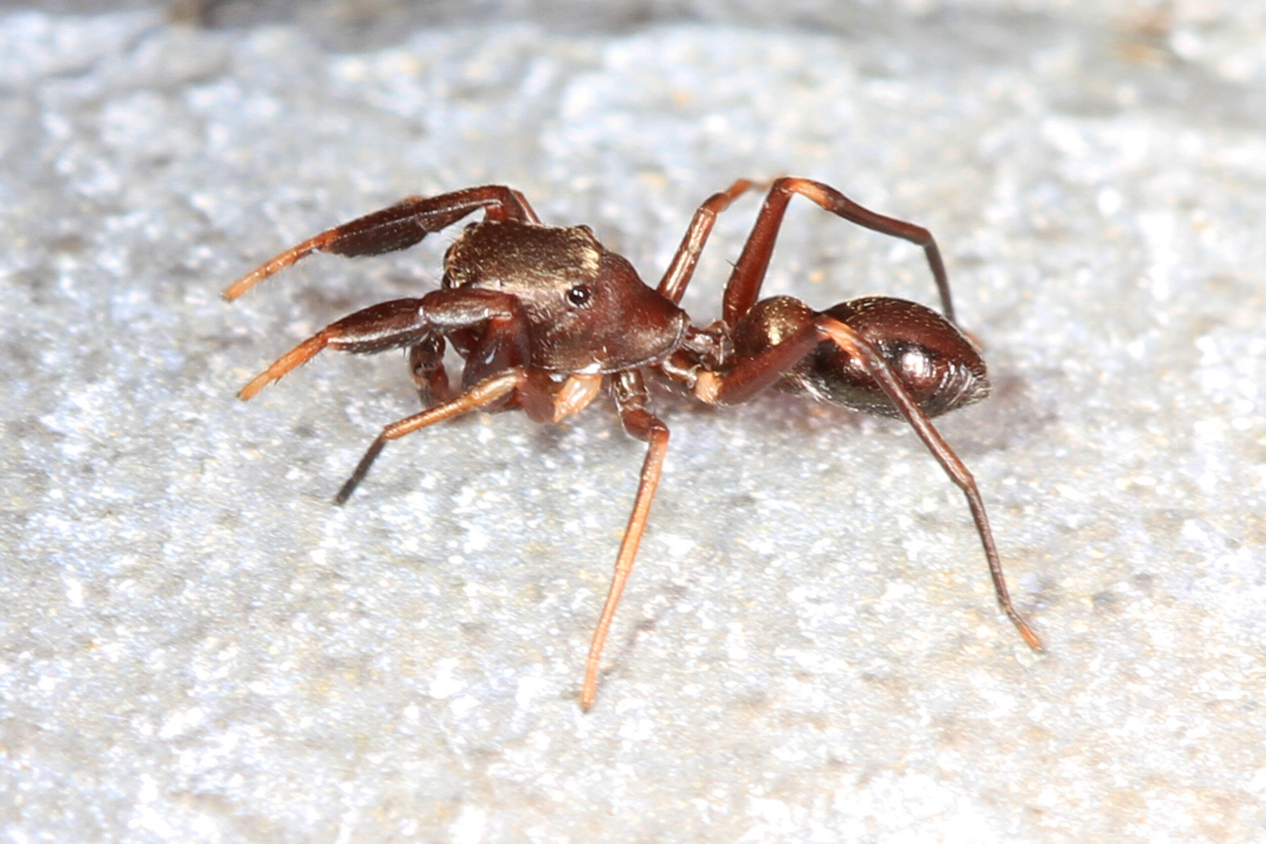 Myrmarachne: The Champion Ant Impersonators (image credits: wikimedia)