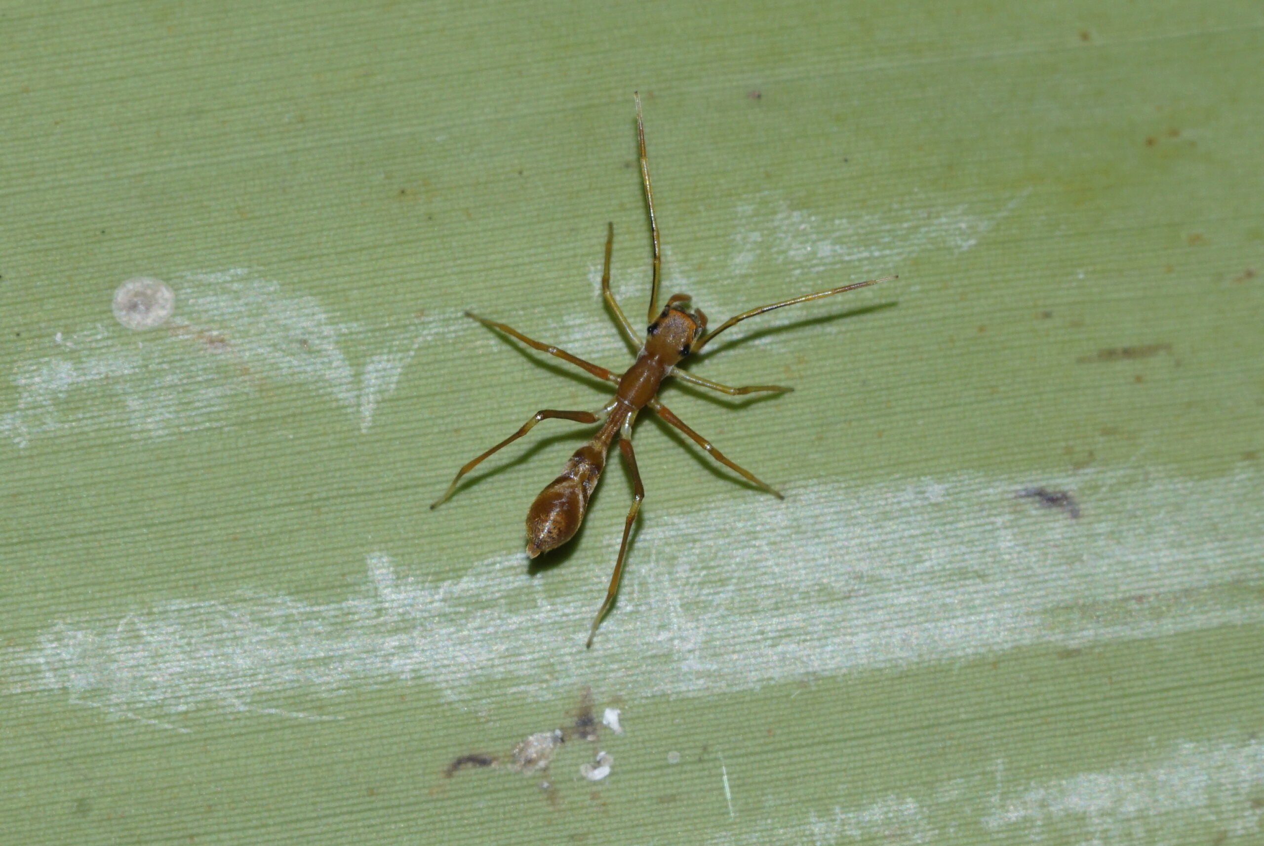 The Predator's Perspective: Why Ants Make Perfect Disguises (image credits: By Vengolis, CC BY-SA 4.0, https://commons.wikimedia.org/w/index.php?curid=60115594)