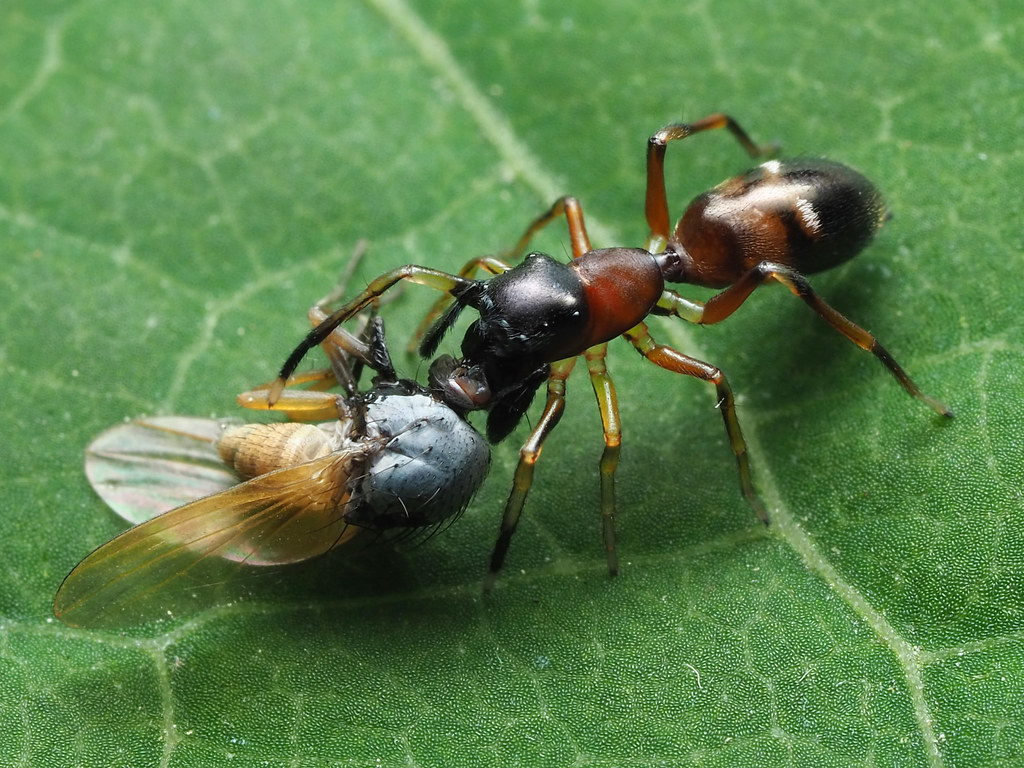 Aggressive Mimicry: The Hunter Becomes the Hunted (image credits: flickr)