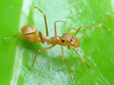 The Chemical Game: Mimicking Ant Pheromones (image credits: By en:User:Sean.hoyland, Public domain, https://commons.wikimedia.org/w/index.php?curid=2814300)