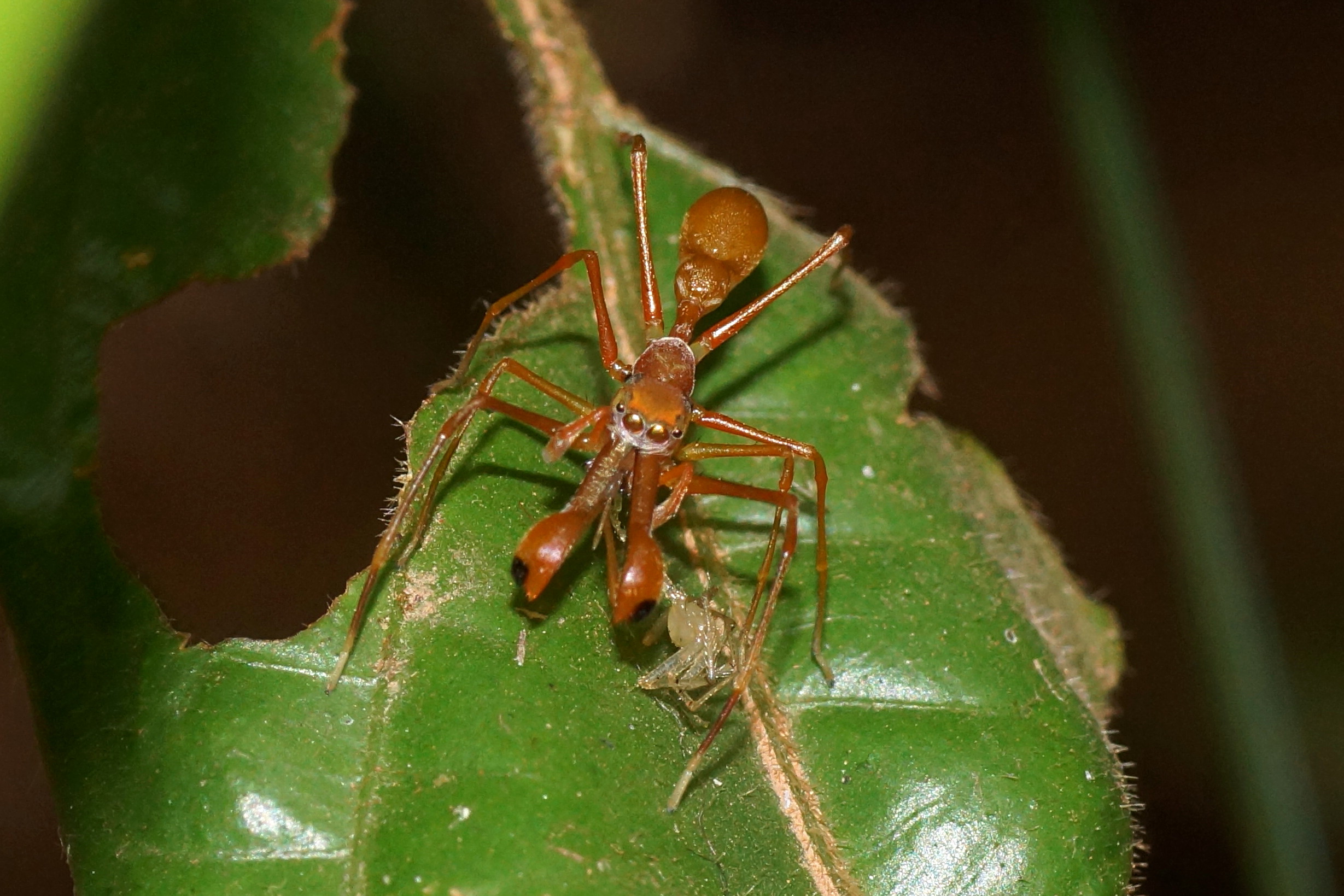 Developmental Mimicry: Growing Up in Disguise (image credits: By Vengolis, CC BY-SA 3.0, https://commons.wikimedia.org/w/index.php?curid=25852396)