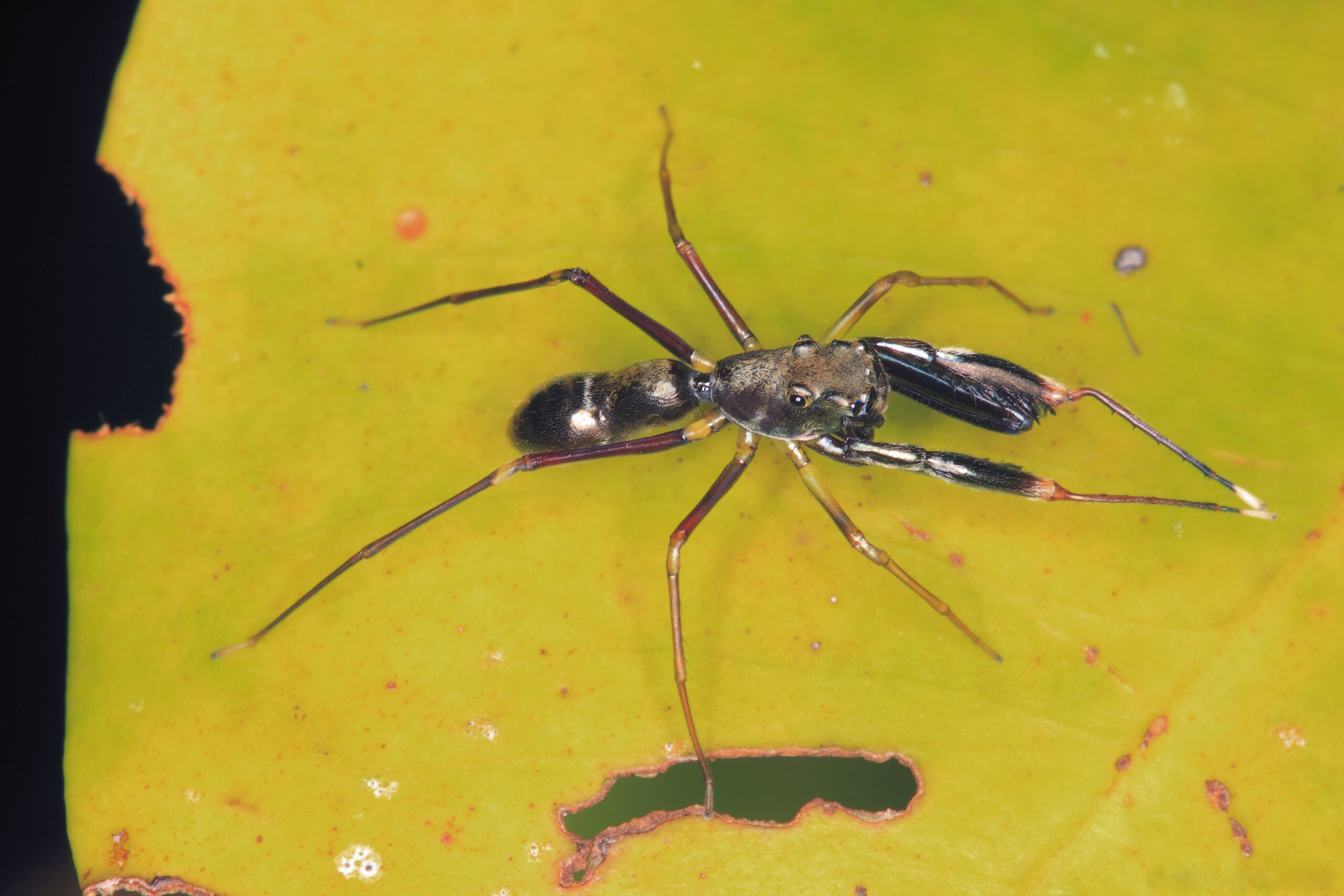 The Wonder of Natural Deception (image credits: wikimedia)