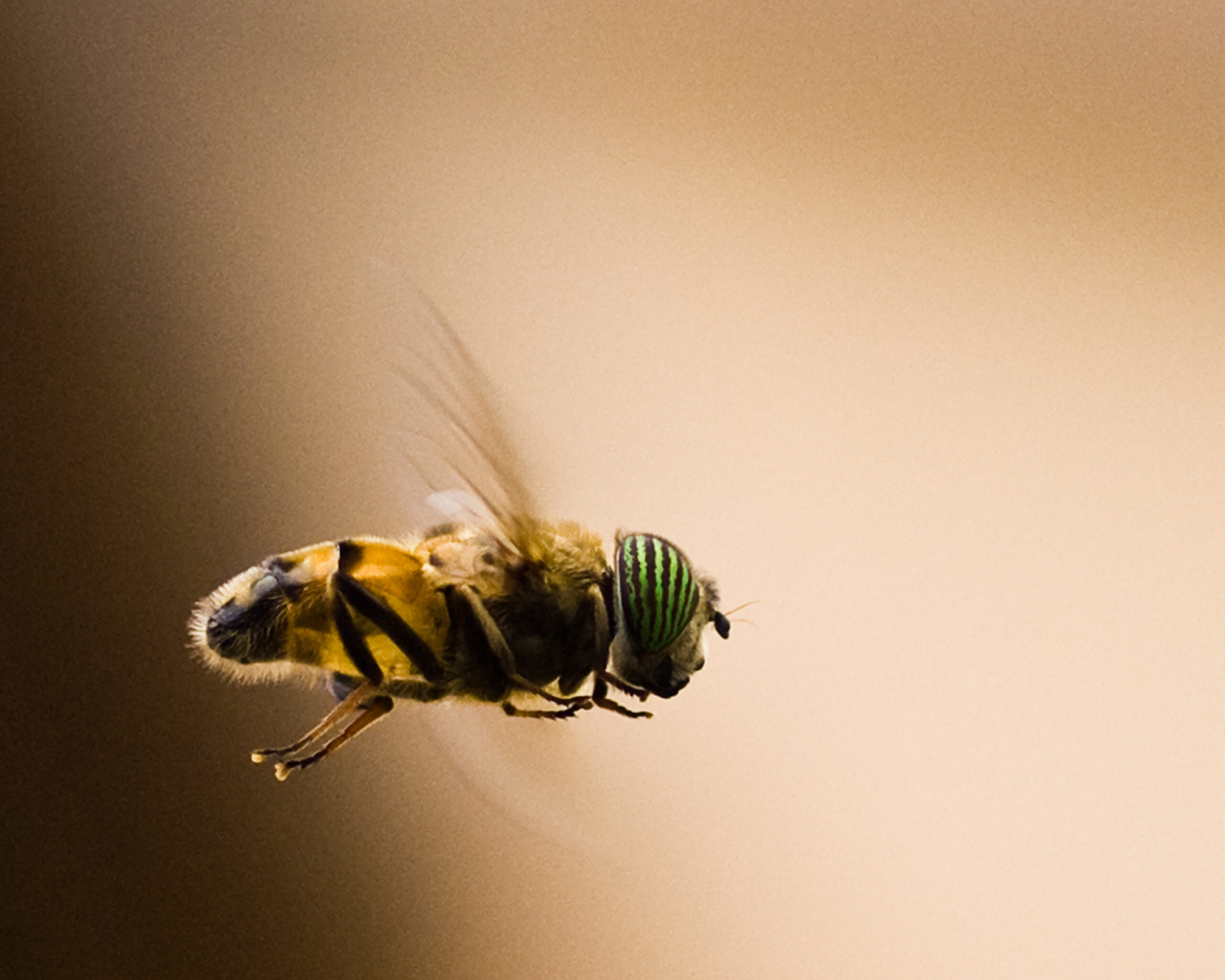 The Science Behind Real Flight vs. Pseudo-Flight (image credits: wikimedia)
