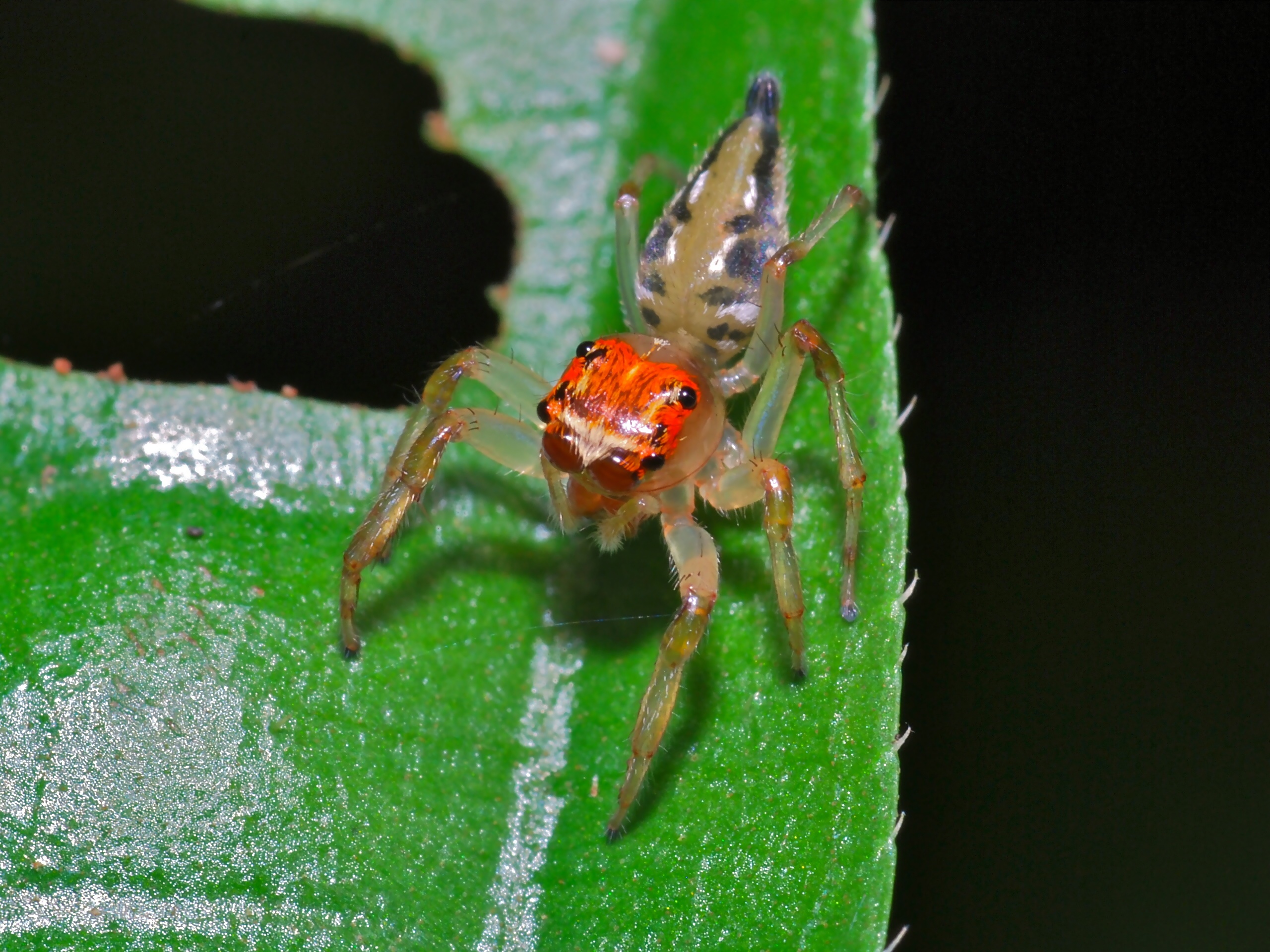 The Jumping Spider's Aerial Acrobatics (image credits: wikimedia)