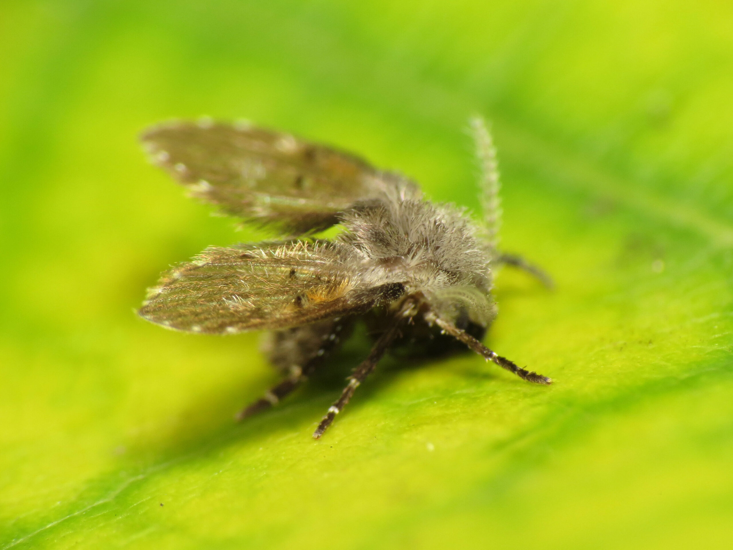 The Drain Fly Dynasty (image credits: wikimedia)