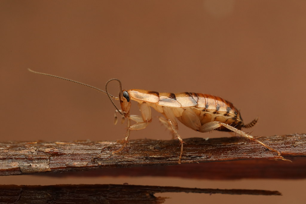 Cockroach Nymphs: The Unwelcome Squatters (image credits: flickr)