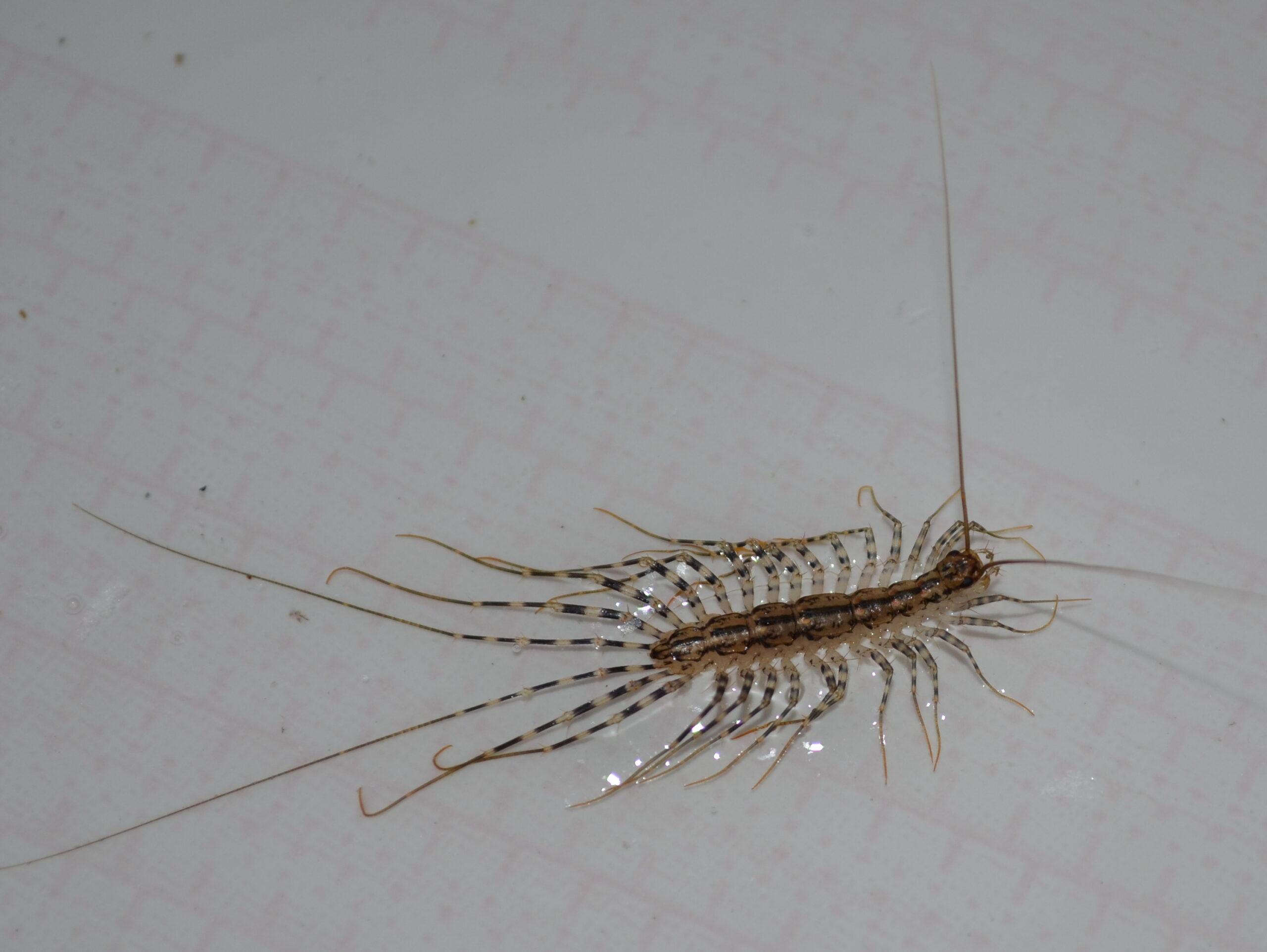 Centipedes: The Predatory Drain Dwellers (image credits: wikimedia)