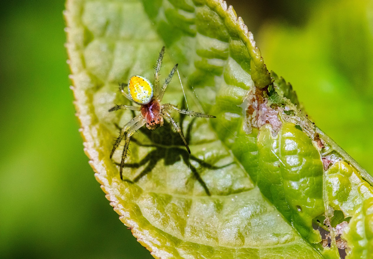 Spider Mites: The Microscopic Colonizers (image credits: pixabay)