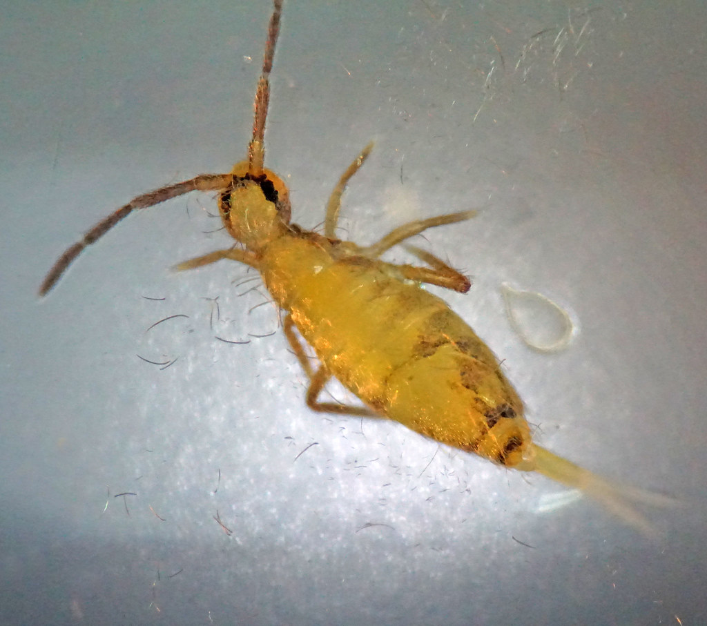 Springtails: The Moisture-Loving Acrobats (image credits: flickr)