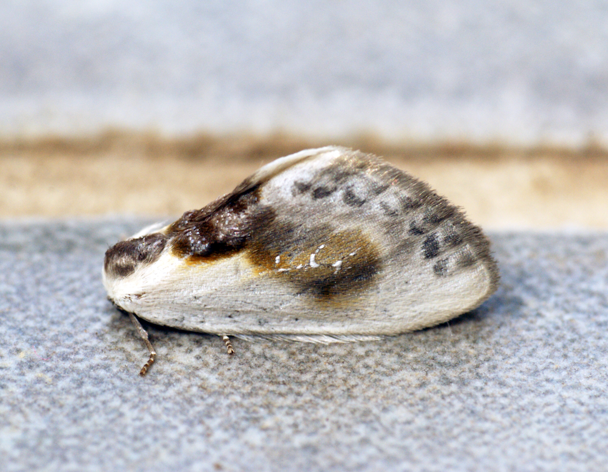 The Life Cycle Secrets of Drain Inhabitants (image credits: wikimedia)