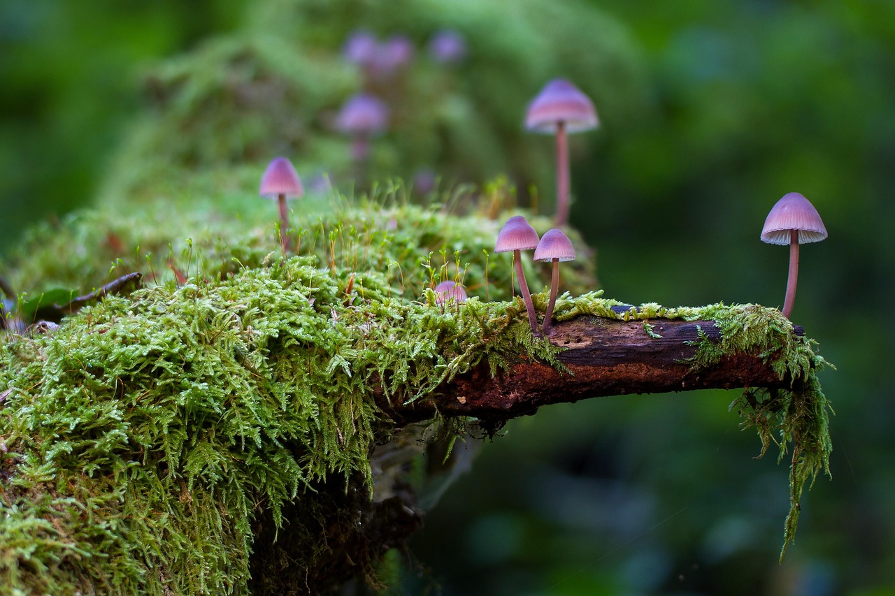 The Hidden Ecosystem of Biofilms (image credits: pixabay)