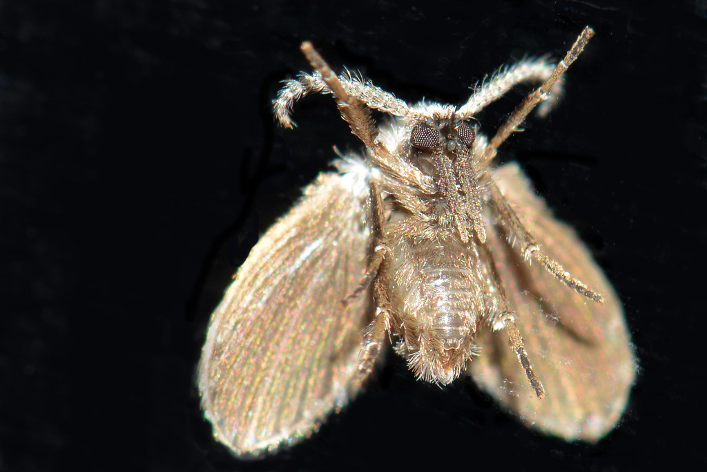 Signs of Infestation and Identification (image credits: flickr)