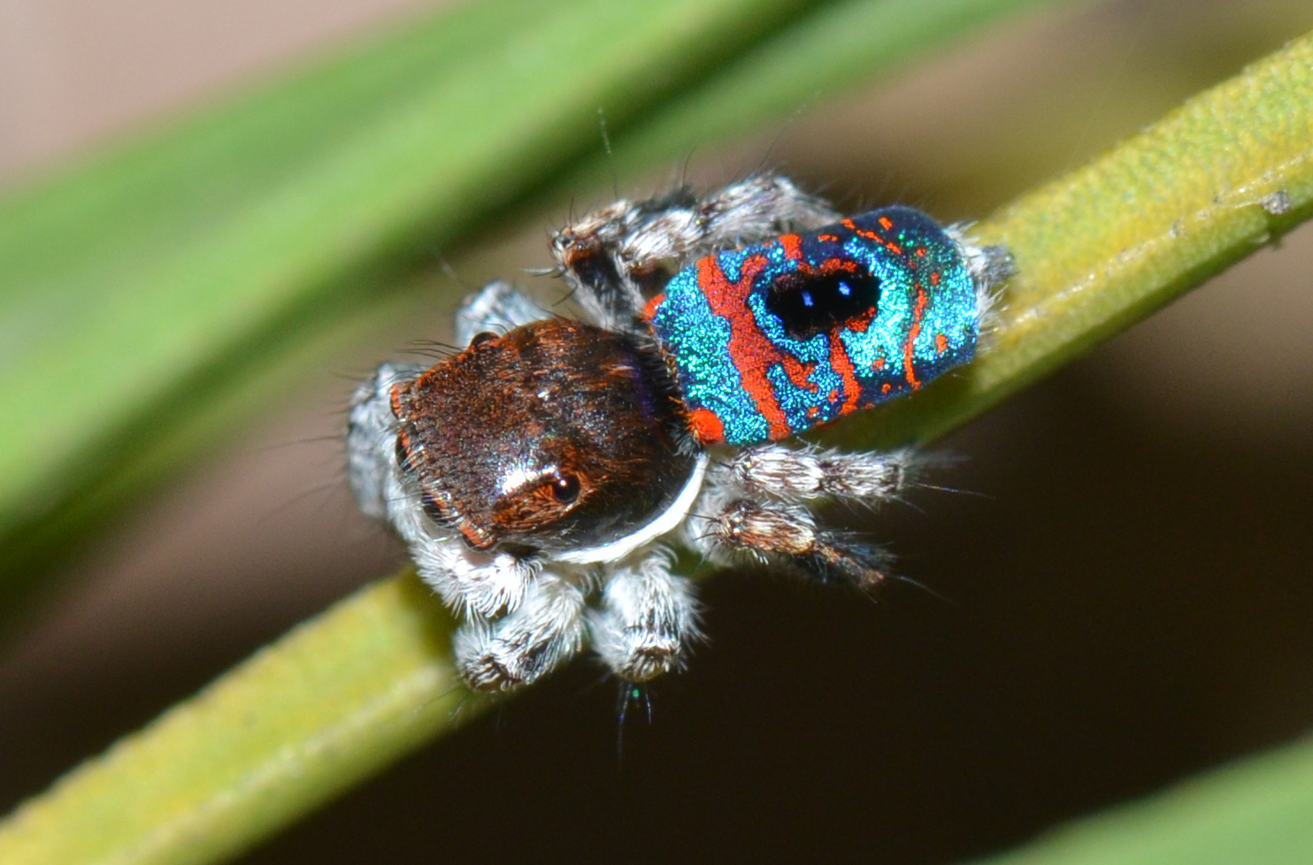 The Peacock Spider's Spectacular Show (image credits: wikimedia)