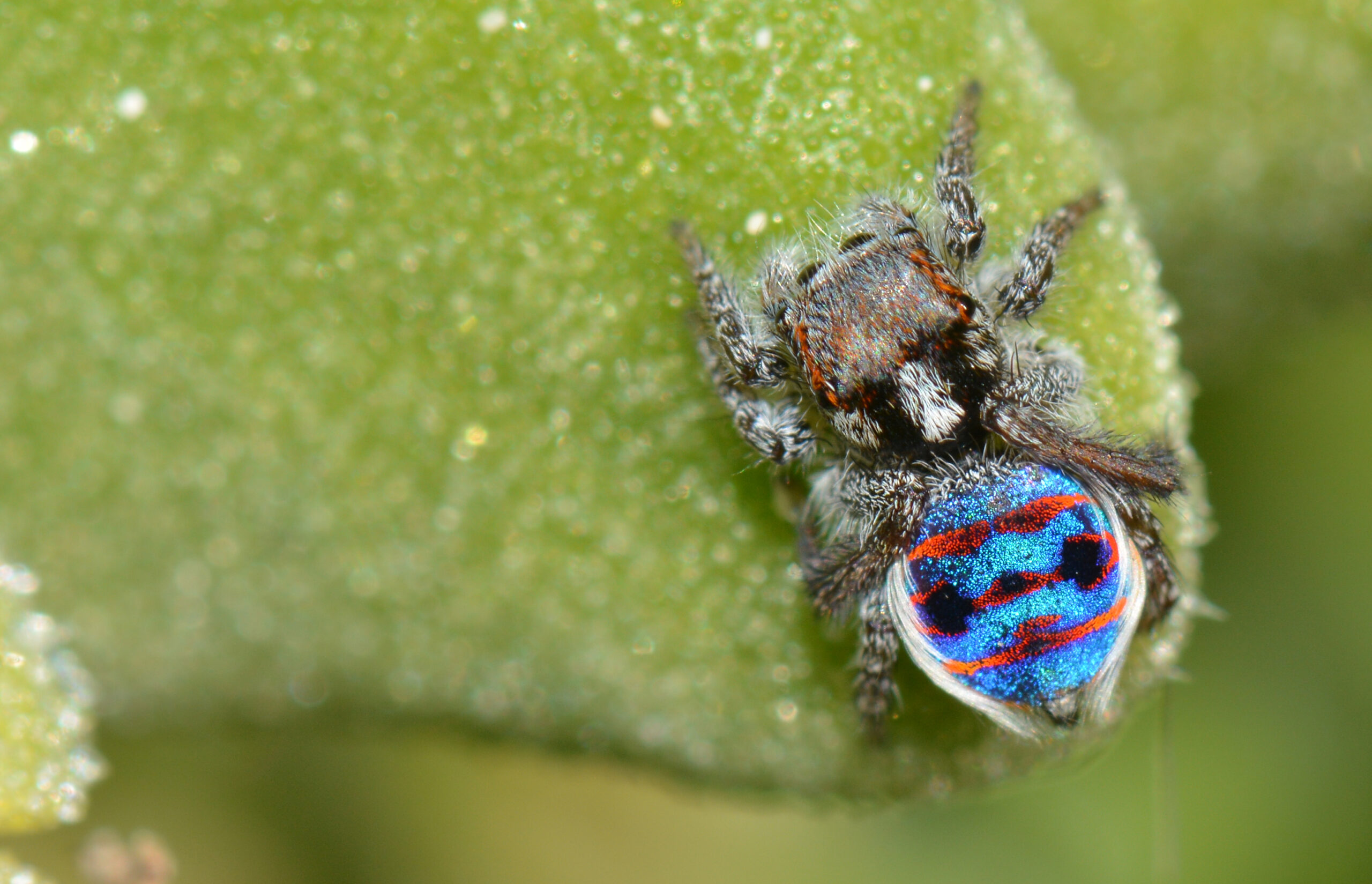 Why Spiders Dance Instead of Fight (image credits: wikimedia)