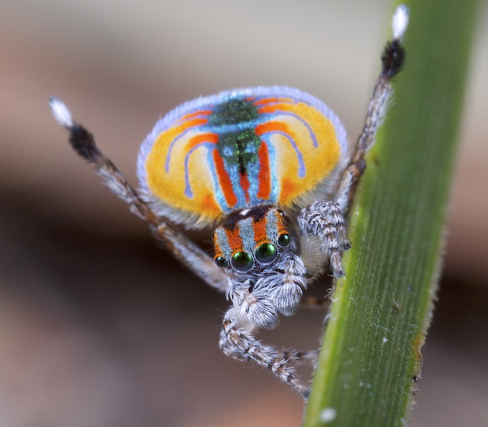The Science Behind the Moves (image credits: By Jürgen Otto, CC BY-SA 2.0, https://commons.wikimedia.org/w/index.php?curid=31209998)