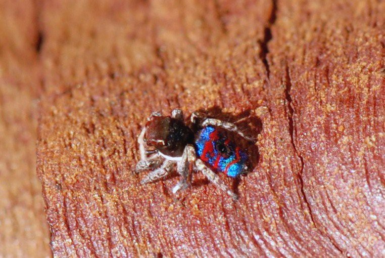 The Role of Color in Spider Courtship (image credits: flickr)