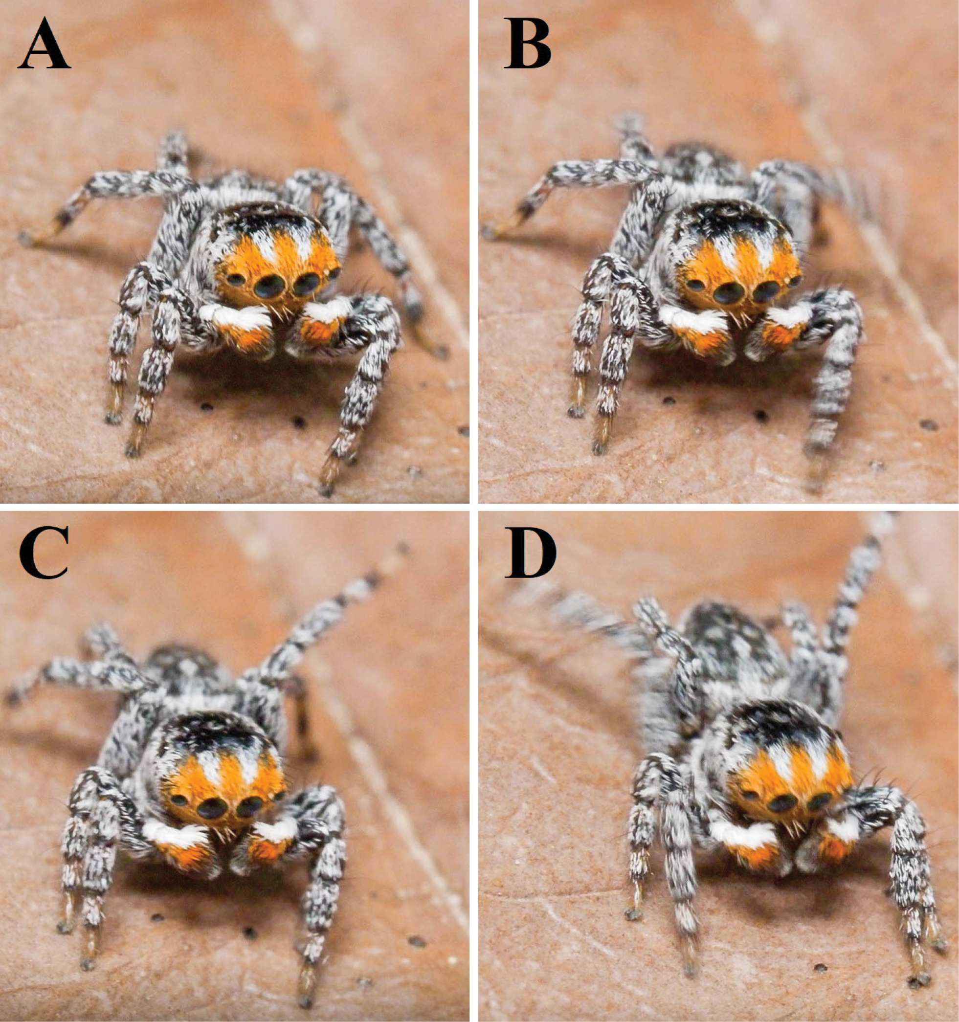 How Female Spiders Judge Their Suitors (image credits: By Schubert J (2021) Maratus nemo: A new wetland species of peacock spider from South Australia (Araneae, Salticidae, Euophryini). Evolutionary Systematics 5(1): 71-80. https://doi.org/10.3897/evolsyst.5.64922, CC BY 4.0, https://commons.wikimedia.org/w/index.php?curid=103994031)
