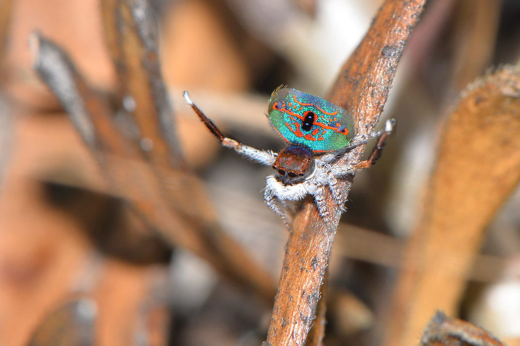 The Evolutionary Arms Race of Attraction (image credits: flickr)