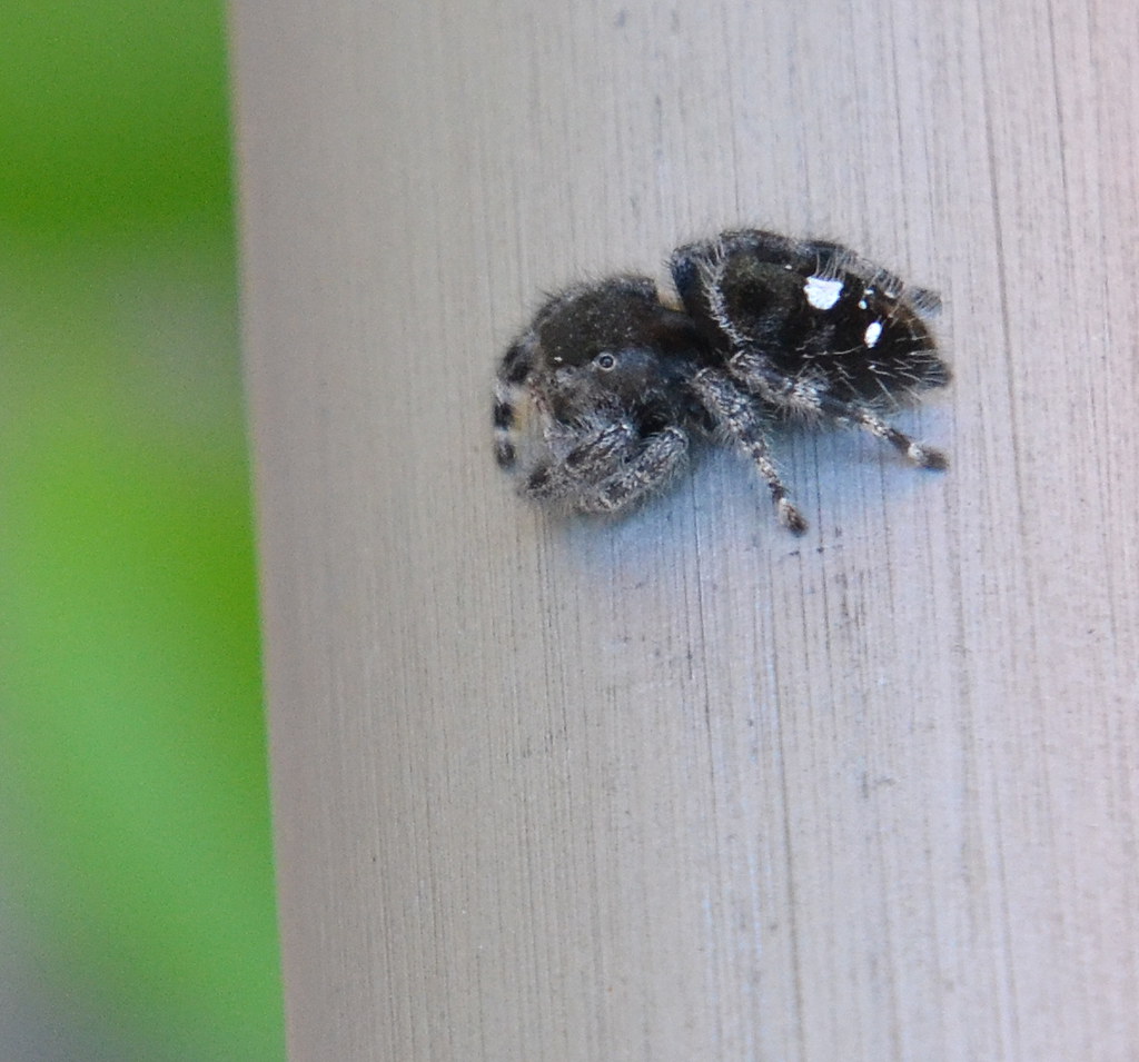 Different Species, Different Dances (image credits: flickr)