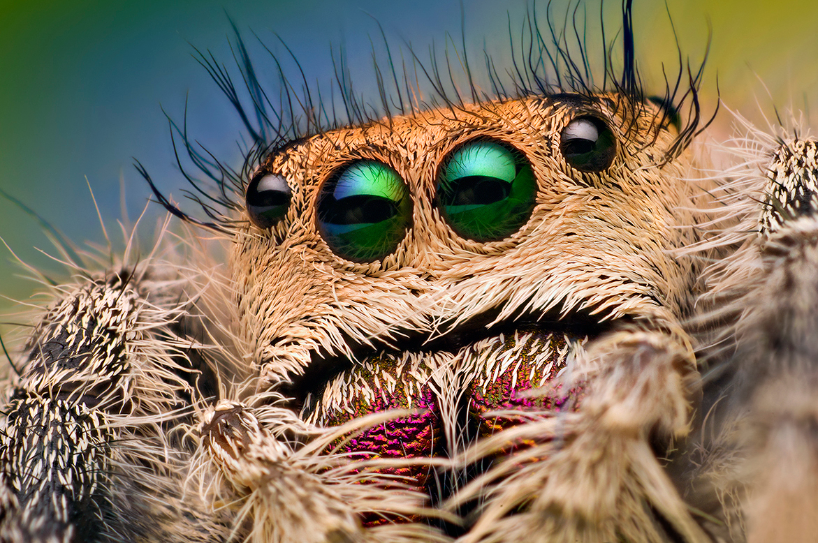 The Technology Behind Spider Vision (image credits: wikimedia)