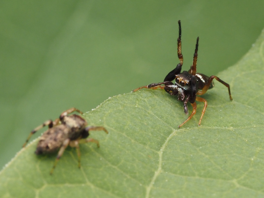 What Happens When the Dance Fails (image credits: flickr)