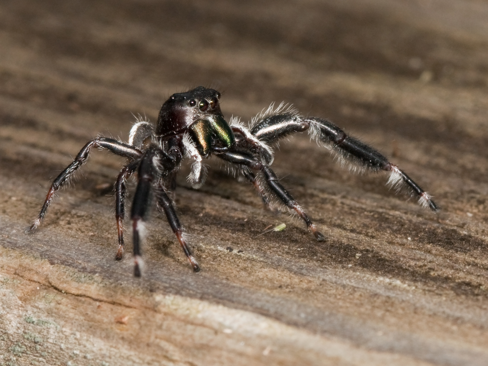 The Role of Vibrations in Spider Communication (image credits: wikimedia)