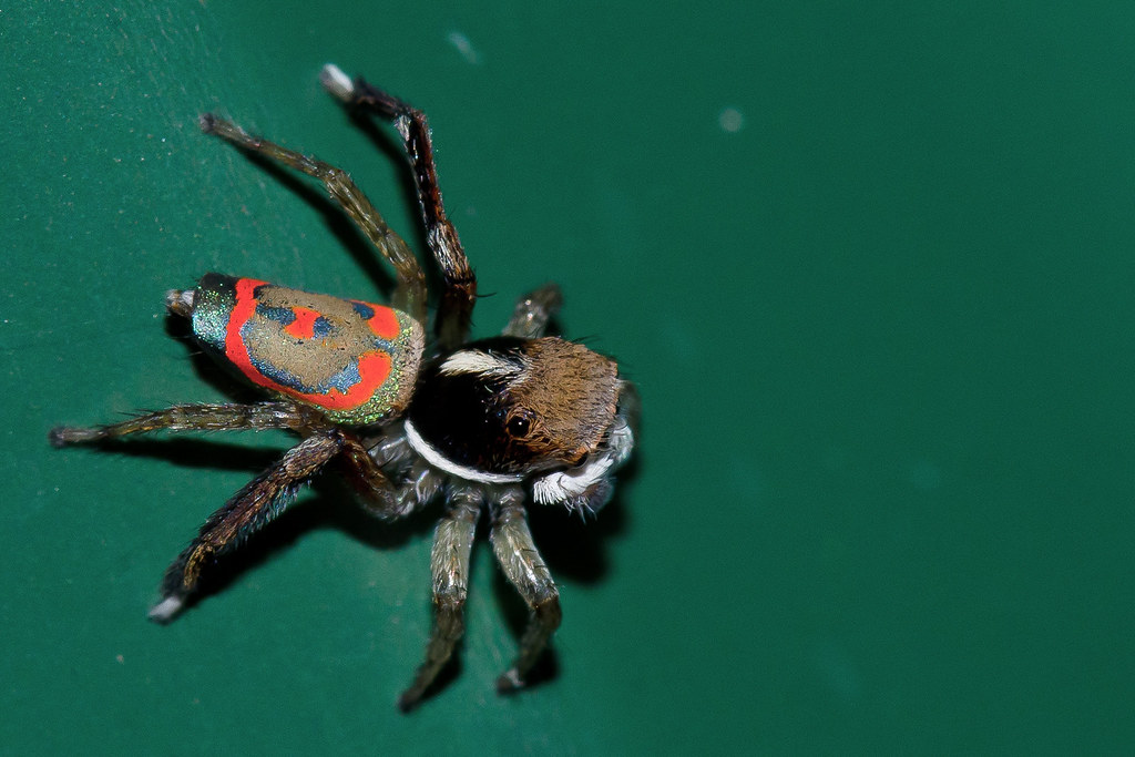 Human Fascination with Dancing Spiders (image credits: flickr)