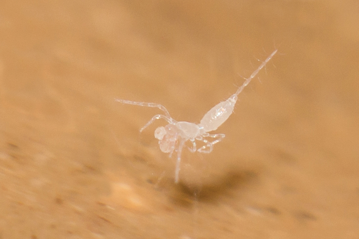 Why Your Sink Is Paradise for Springtails (image credits: wikimedia)
