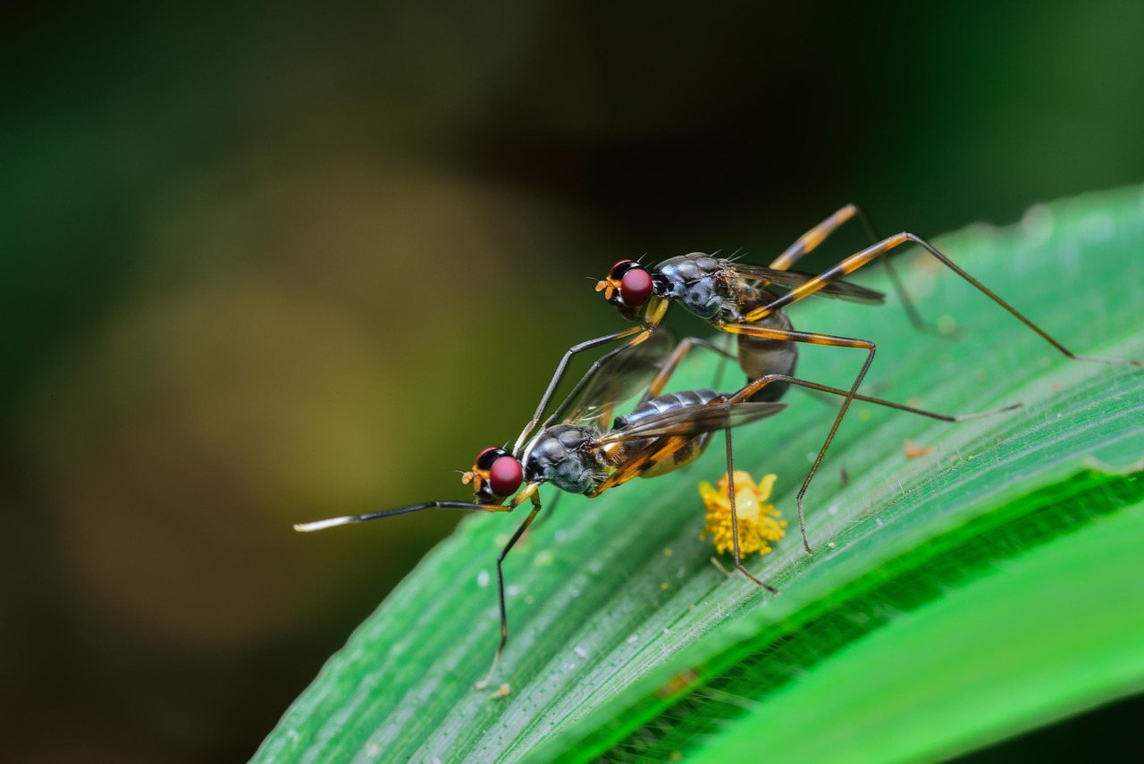 Reproduction and Life Cycle (image credits: pixabay)