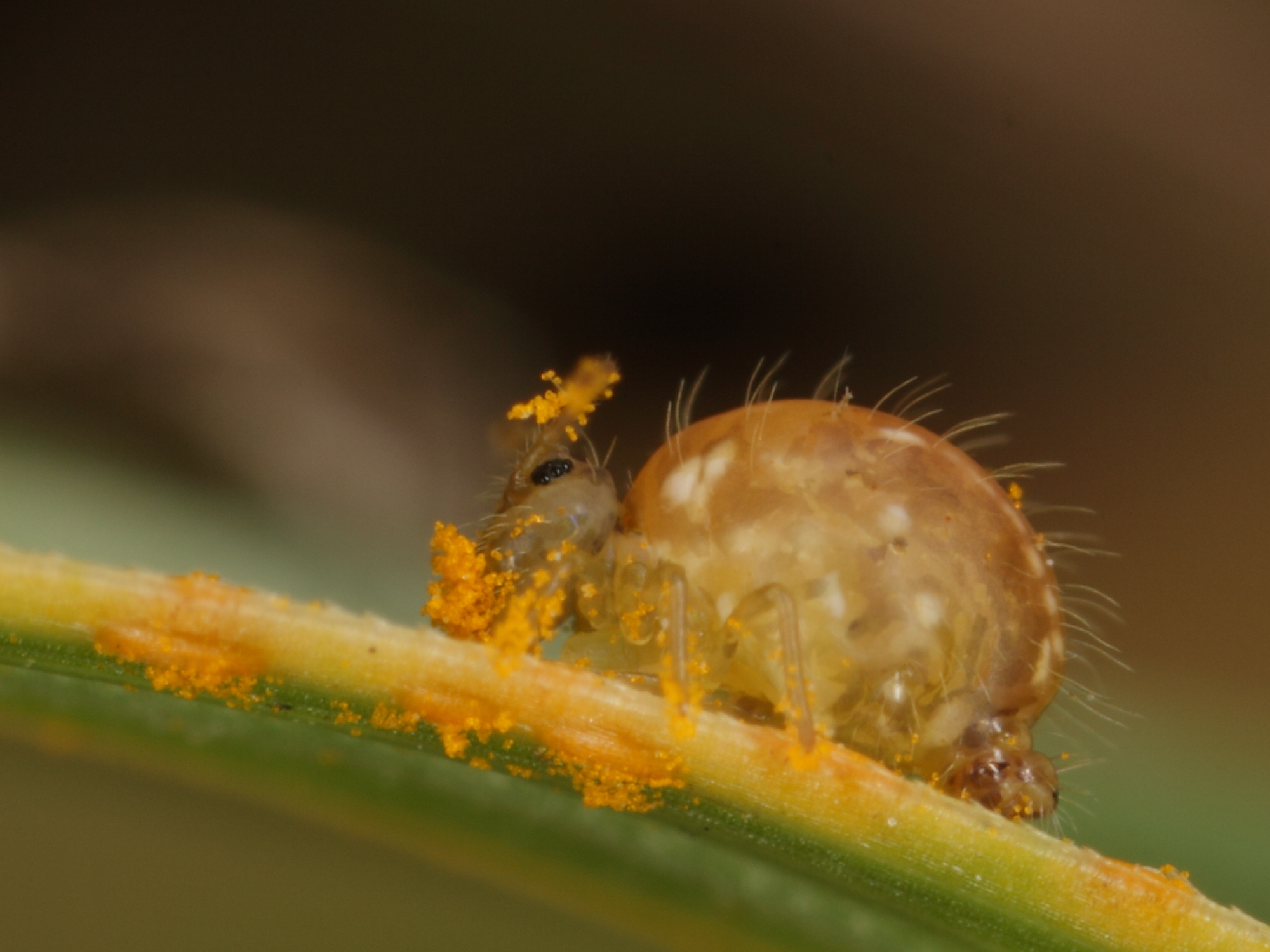 Fascinating Springtail Adaptations (image credits: wikimedia)
