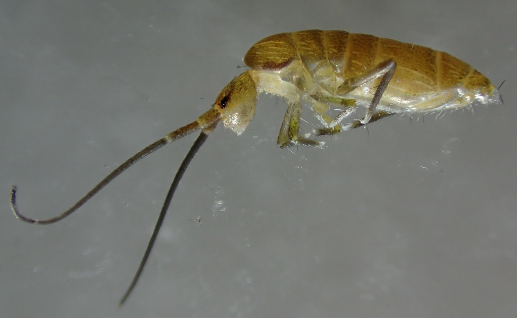 The Global Springtail Community (image credits: flickr)