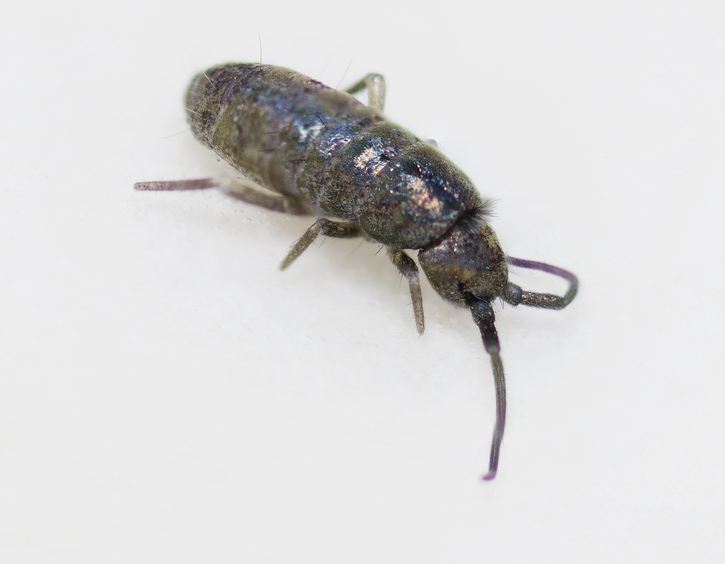 Springtails: The Tiny Jumpers Living in Your Sink