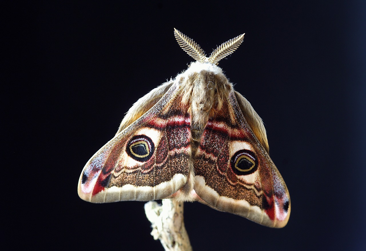 The Science Behind Lachryphagous Behavior (image credits: pixabay)