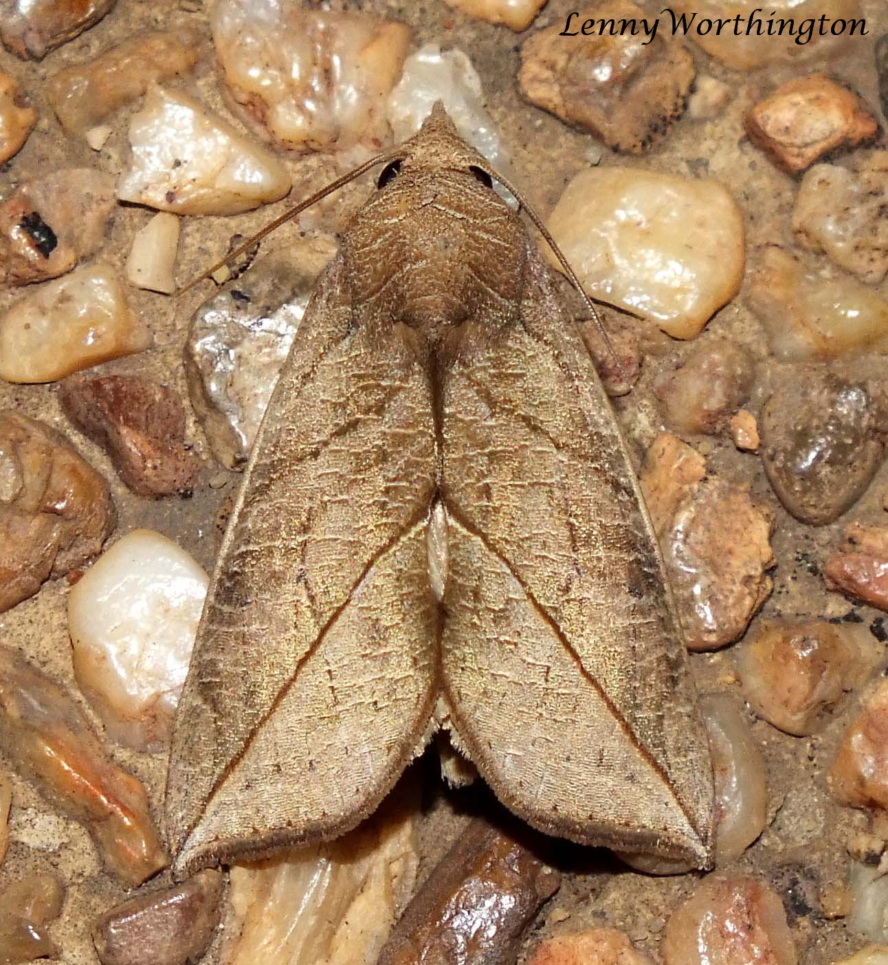 Species That Practice This Unusual Feeding Method (image credits: Calyptra minuticornis (Guenée, 1852) Calpinae, CC BY-SA 2.0, https://commons.wikimedia.org/w/index.php?curid=93892568)