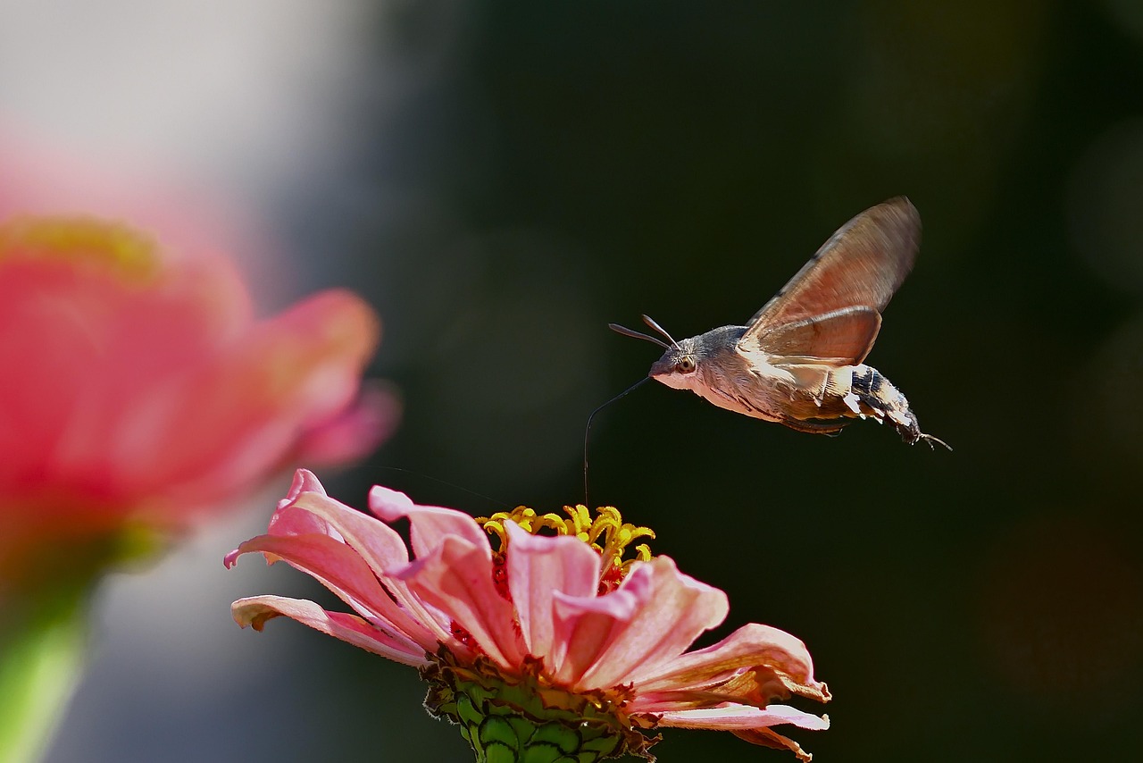 How Moths Locate Their Sleeping Victims (image credits: pixabay)