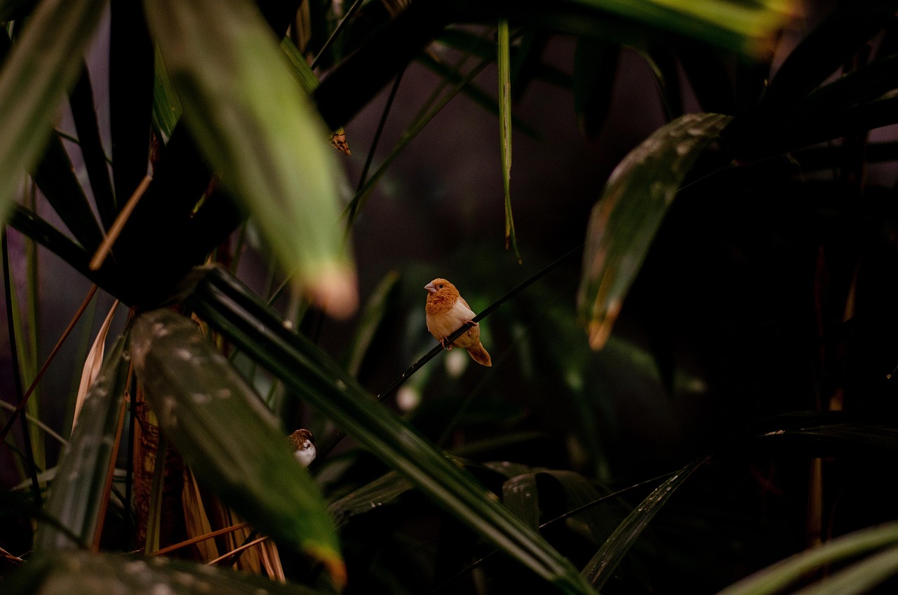 Seasonal Patterns and Feeding Behavior (image credits: pixabay)