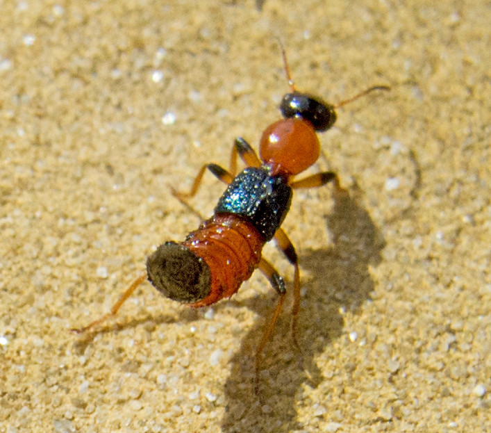 Masters of Physical Disguise (image credits: flickr)
