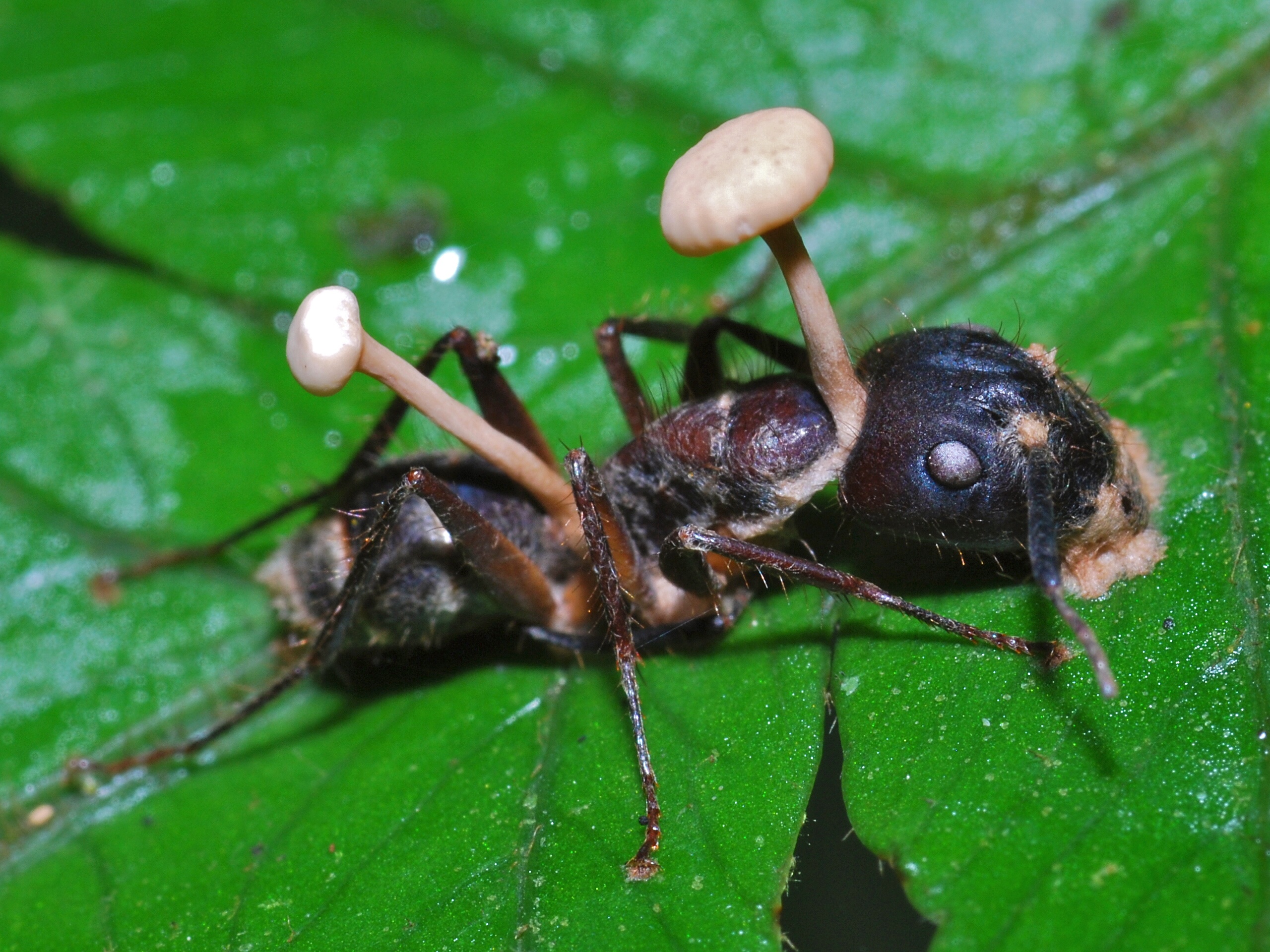 Evolutionary Arms Race (image credits: wikimedia)