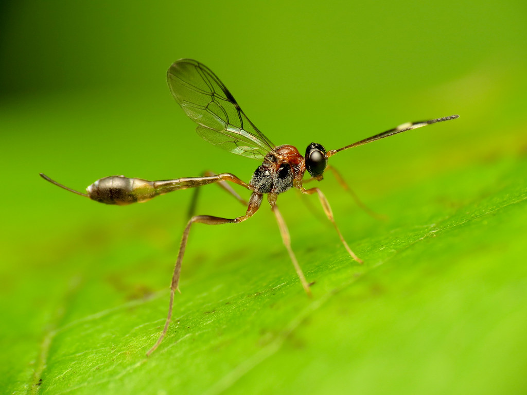 The Ultimate Deception (image credits: flickr)