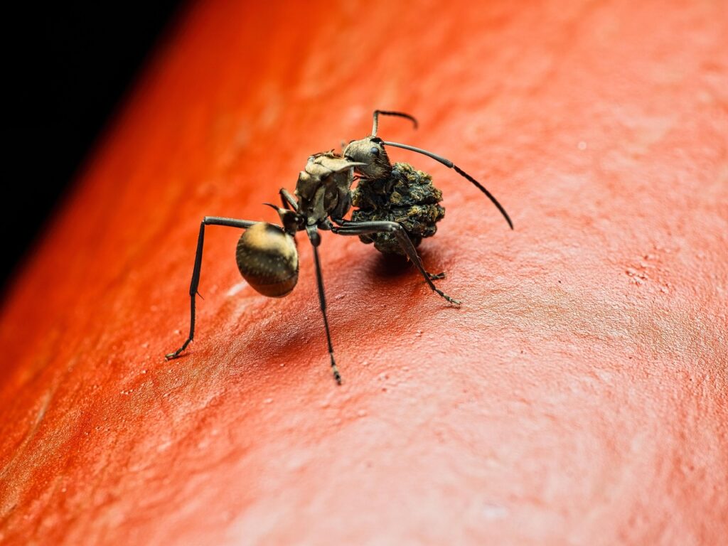Fool Me Once: Why Some Bugs Trick Ants Into Raising Their Young